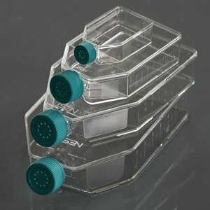 175 cm2 Flasks