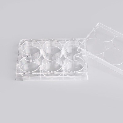 6-Well Plates