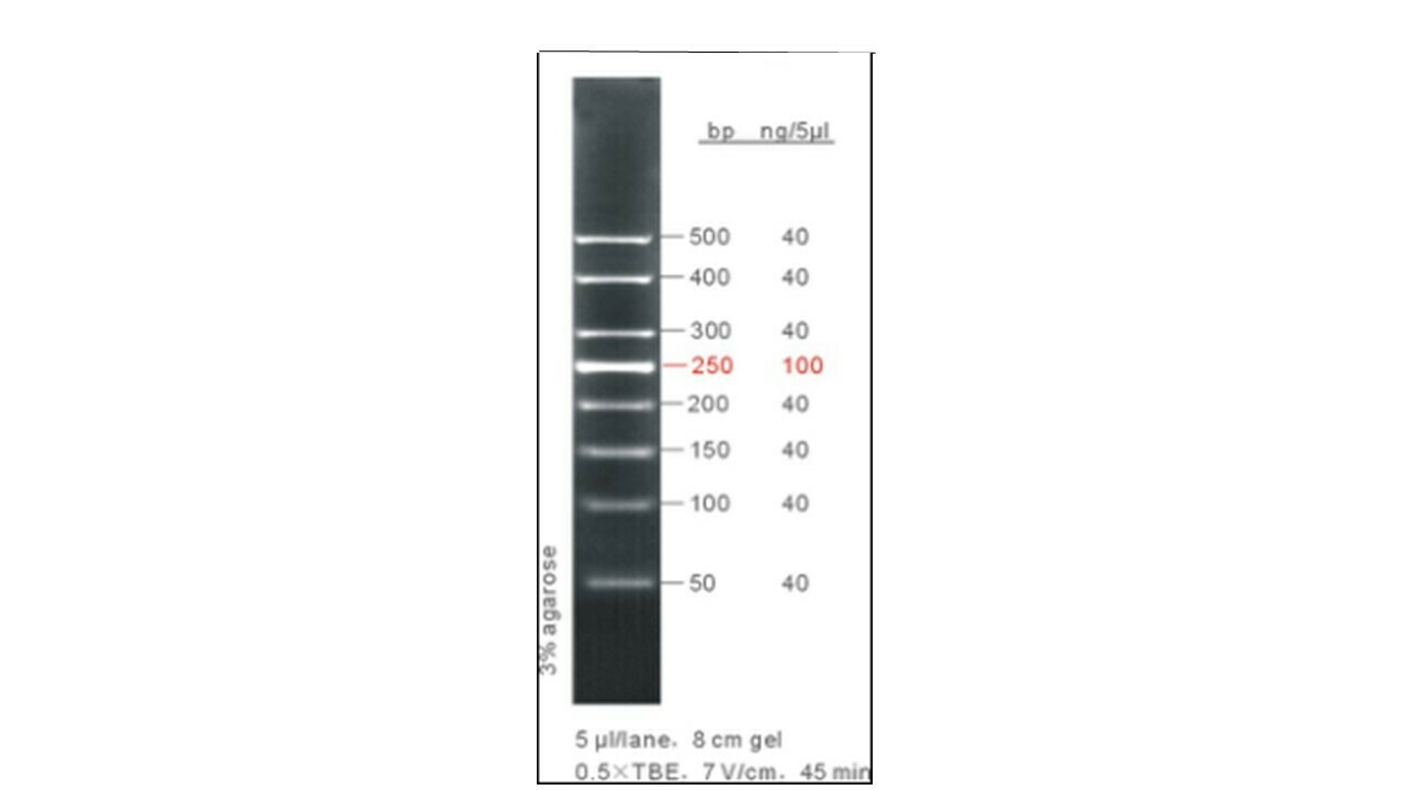 50 bp DNA Ladder - 50 μg