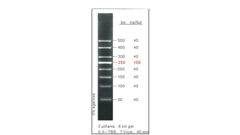 50 bp DNA Ladder - 50 μg