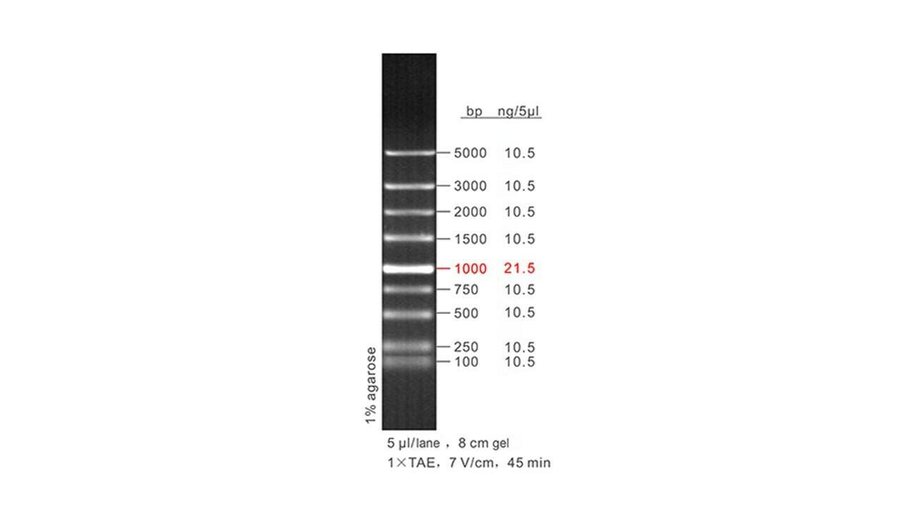 Genesis 5000 DNA Ladder 50 μg