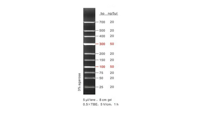 Low Molecular Weight Ladder 50 μg