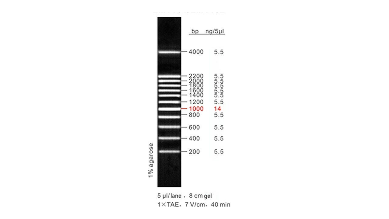 200 bp DNA Ladder - 50 μg