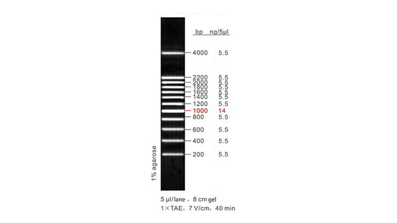 200 bp DNA Ladder - 50 μg
