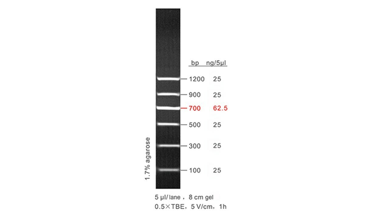 100 - 1,200 bp DNA Ladder - 50 μg