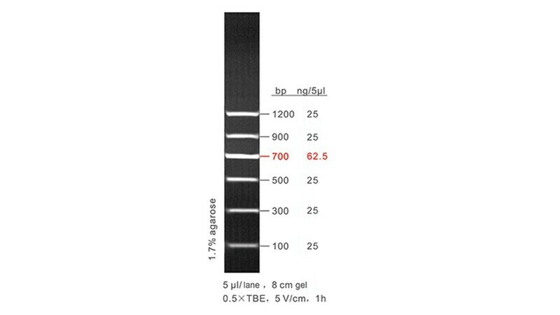 100 - 1,200 bp DNA Ladder - 50 μg