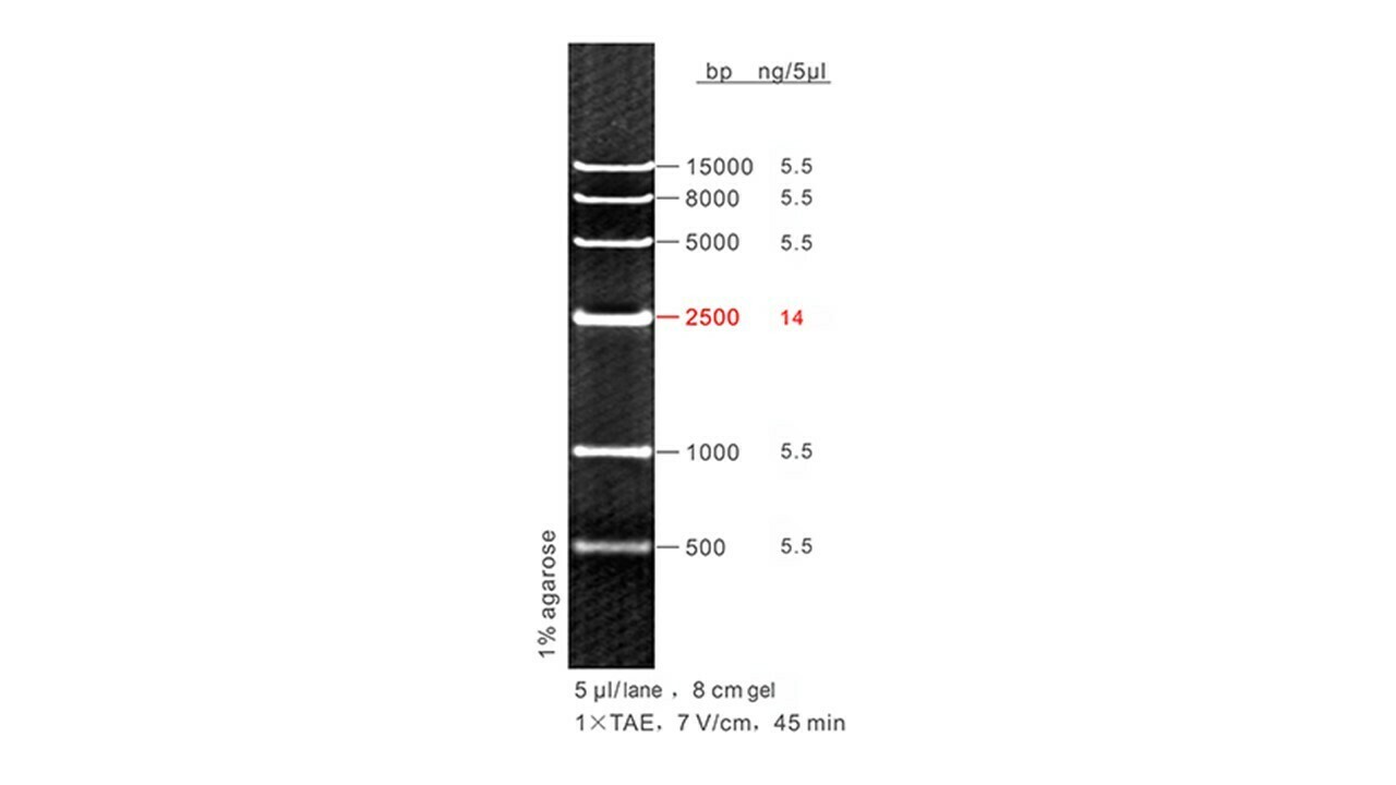 500 - 15,000 bp DNA Ladder - 50 μg