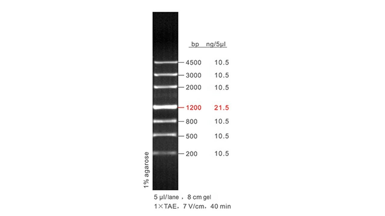 200 - 4,500 bp DNA Ladder 50 μg