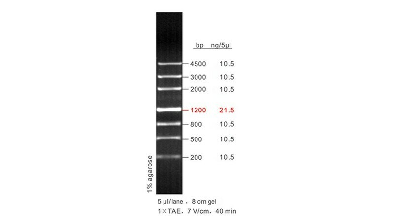 200 - 4,500 bp DNA Ladder 50 μg