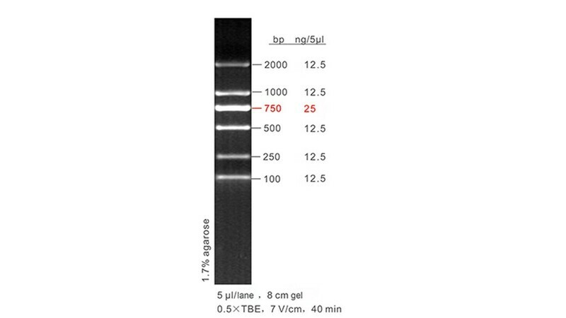 Genesis 2000 DNA Ladder 50 μg