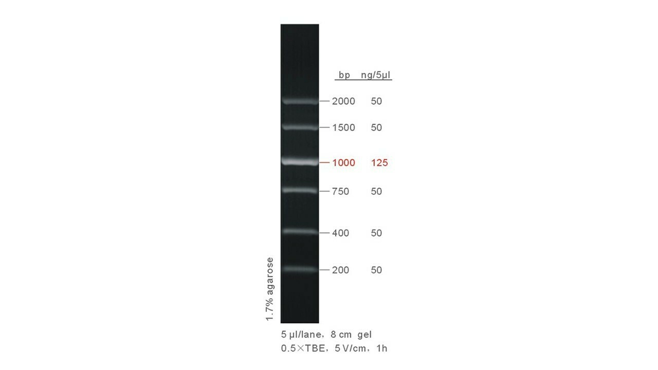 200 - 2,000 bp DNA Ladder - 50 μg