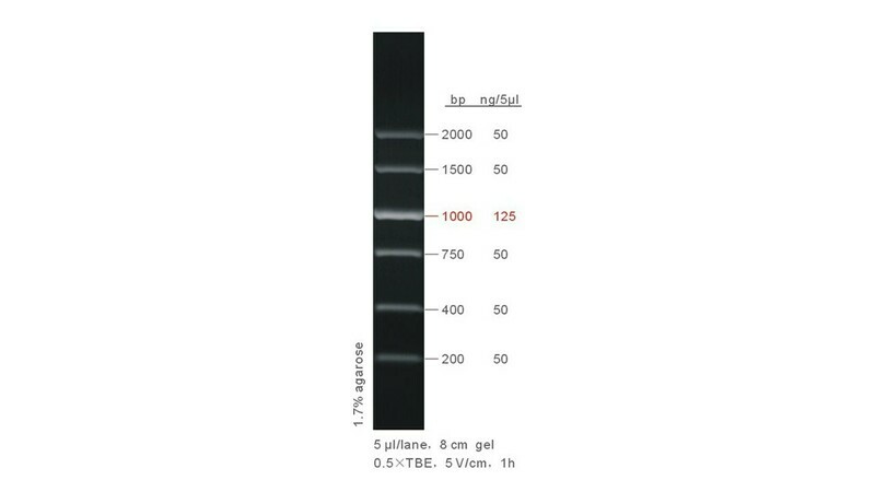 200 - 2,000 bp DNA Ladder - 50 μg