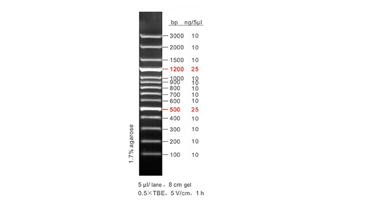 100 bp DNA Ladder Plus - 50 μg