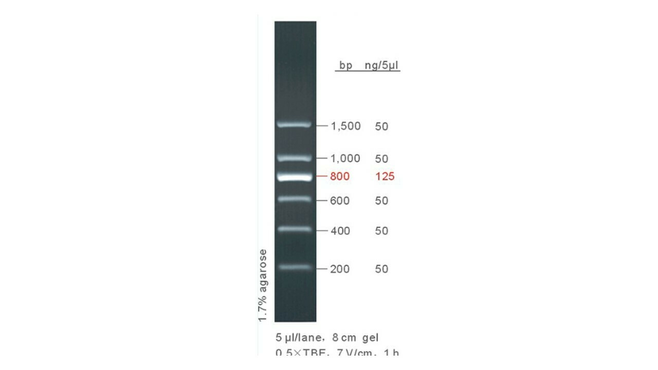 200 - 1,500 bp DNA Ladder - 50 μg