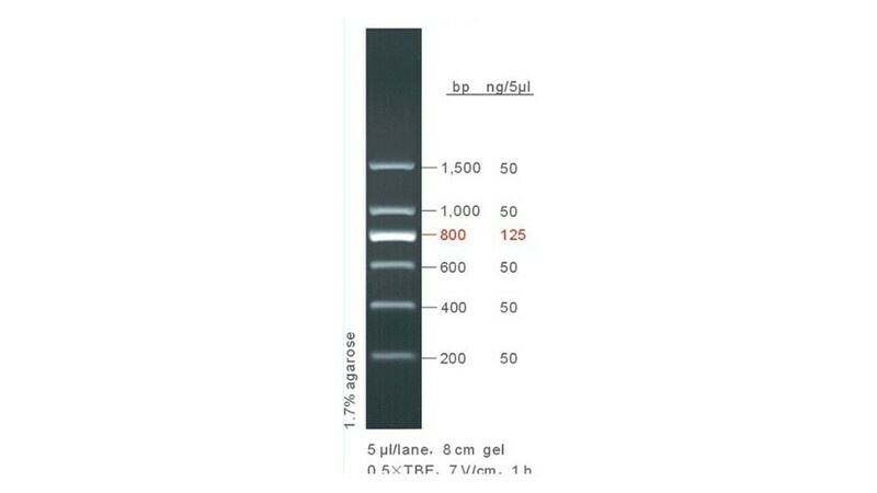 200 - 1,500 bp DNA Ladder - 50 μg