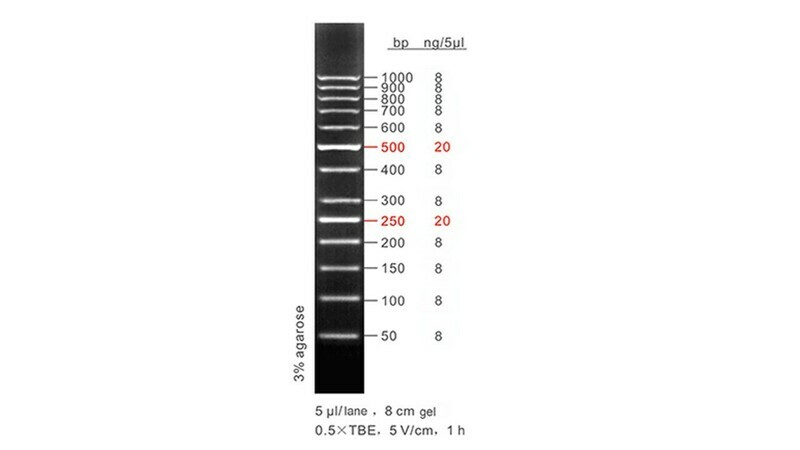 50 bp DNA Ladder Plus - 50 μg