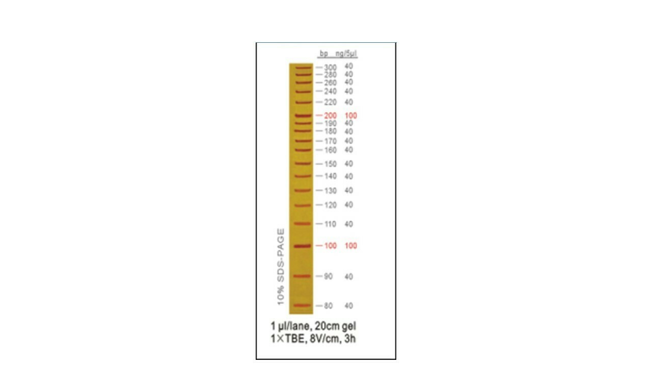 10 bp DNA Ladder - 50 μg
