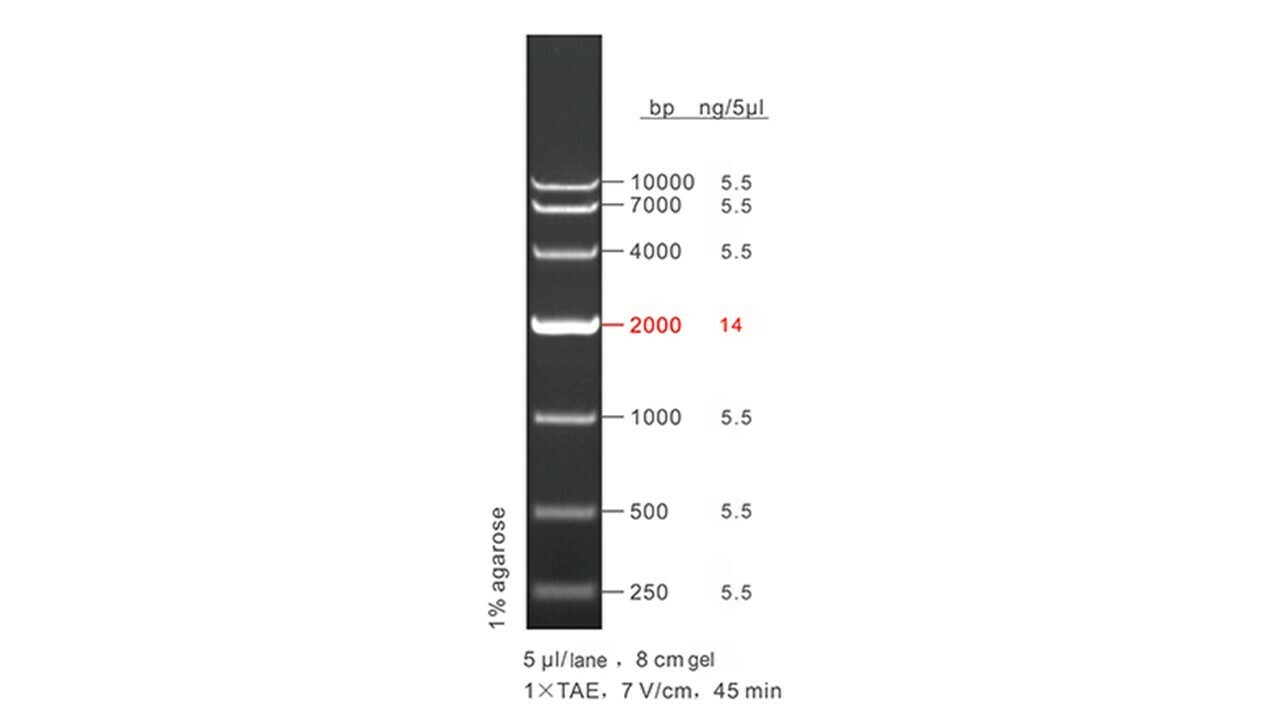Genesis 10000 DNA Ladder 50 μg