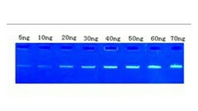 Nucleic Acid Stains