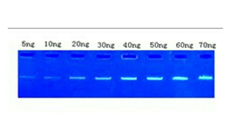Genesis Green Fluorescent Nucleic Acid Stain - 1 ml