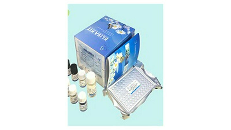 Human Interferon Gamma (IFN-ϒ) ELISA Kit