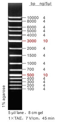 1 kb DNA Ladder Plus 50 μg