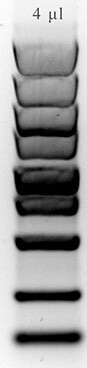 Genesis Safe Red Gel Stain - 0.5 ml
