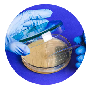 Bacterial Media and Antibiotics