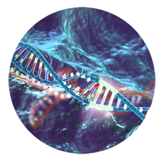 Restriction Enzymes