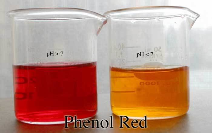 PHENOL, SATURATED 100 ml