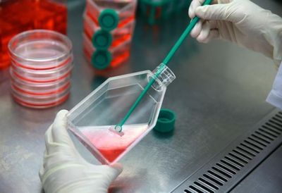 🧫 Cell Culture
