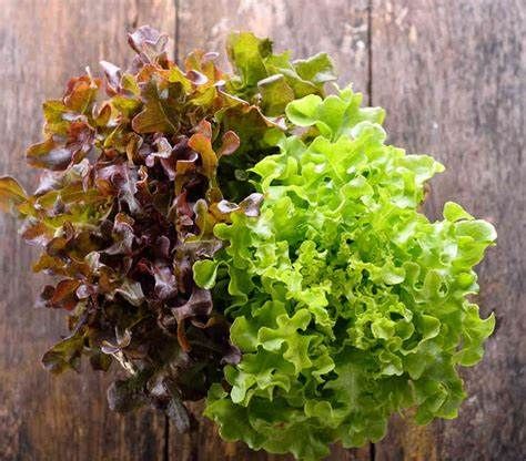 Salade Feuille de chêne
