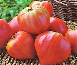 tomate Cœur de bœuf