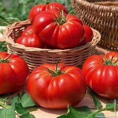 Tomate Marmande