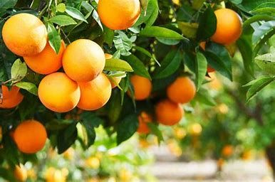 Orange Lasarte