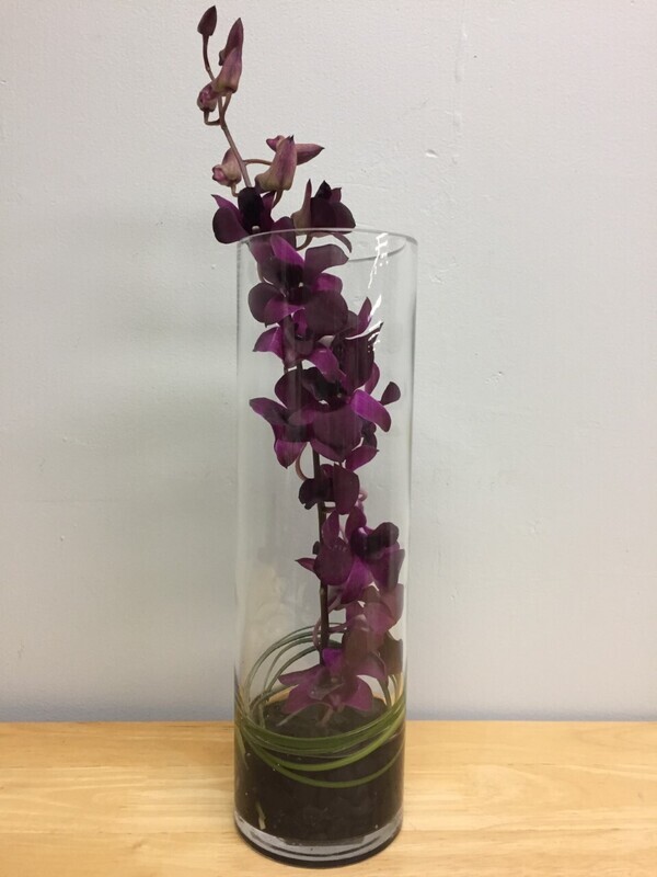 Dendrobium Dream - Classic