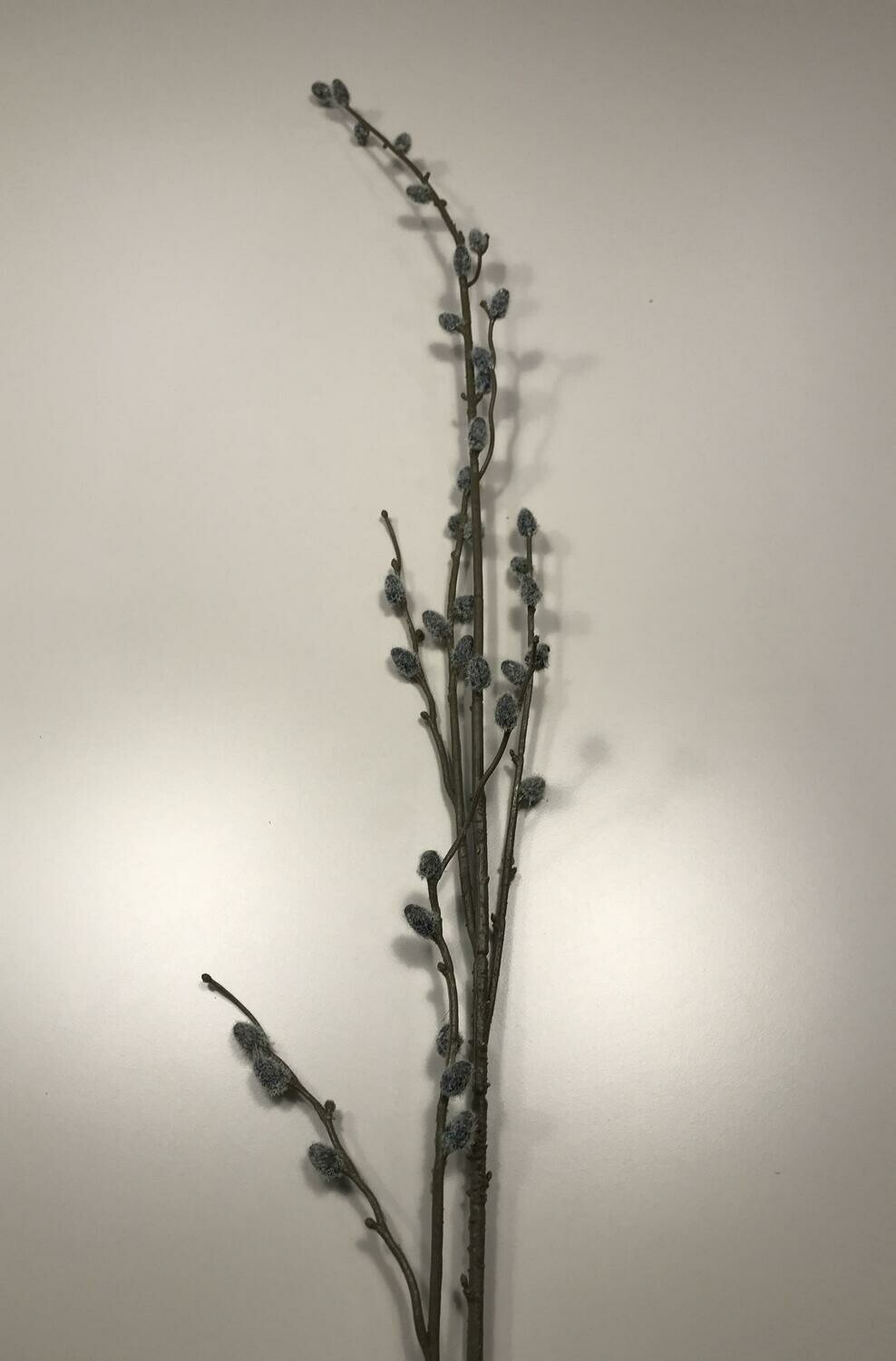 Pussy Willow Branch