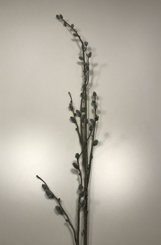 Pussy Willow Branch