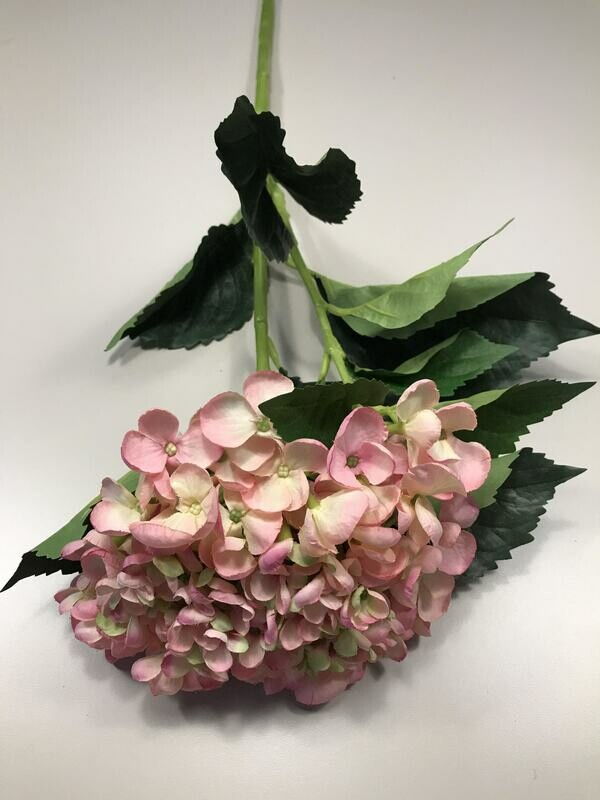 Sunbury Sweet Pink Flower Hydrangea