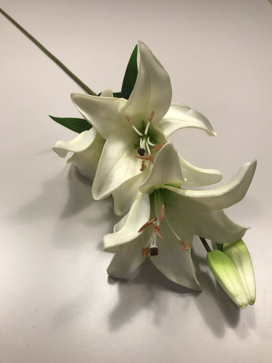 White Lily Two Heads