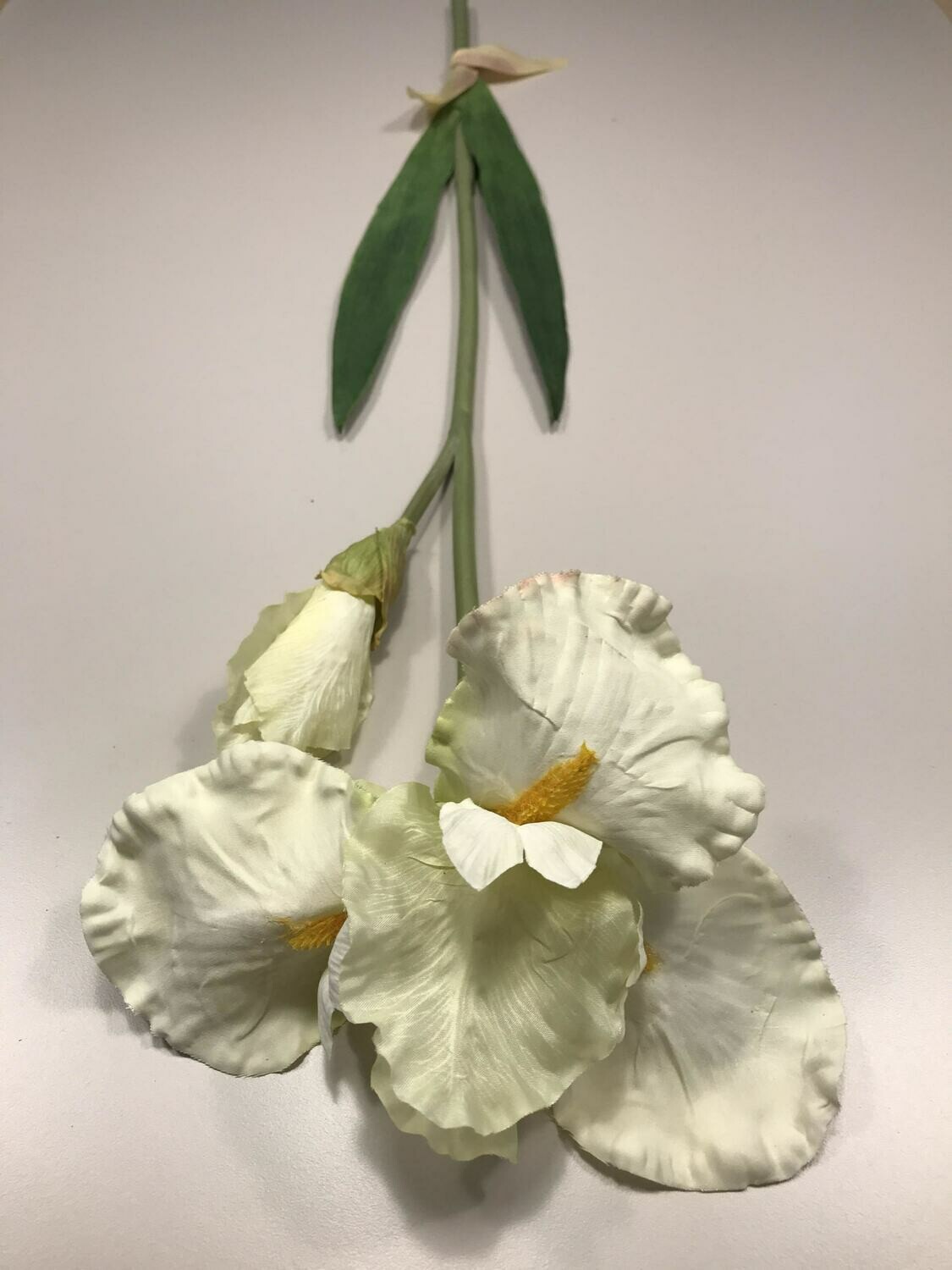 Iris White