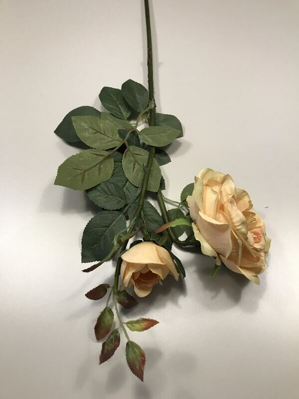 Large Old English Rose With Bud