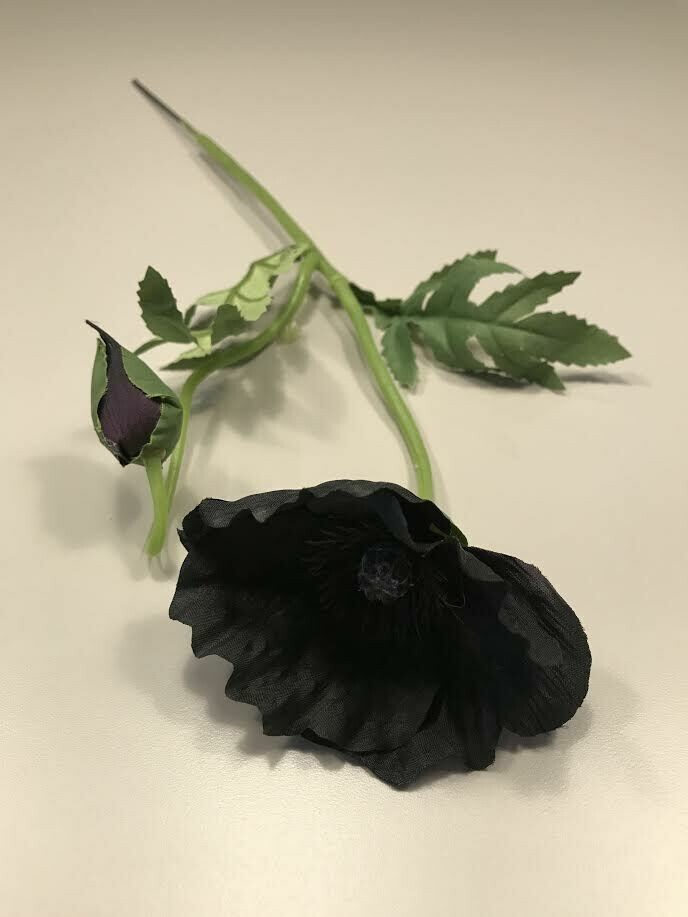 Black Wild Poppy