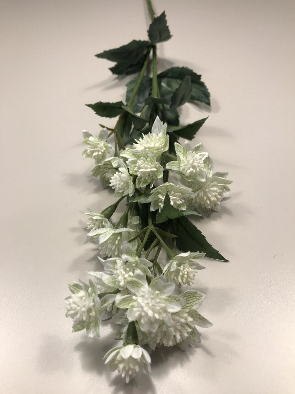 Sunbury White Astrantia