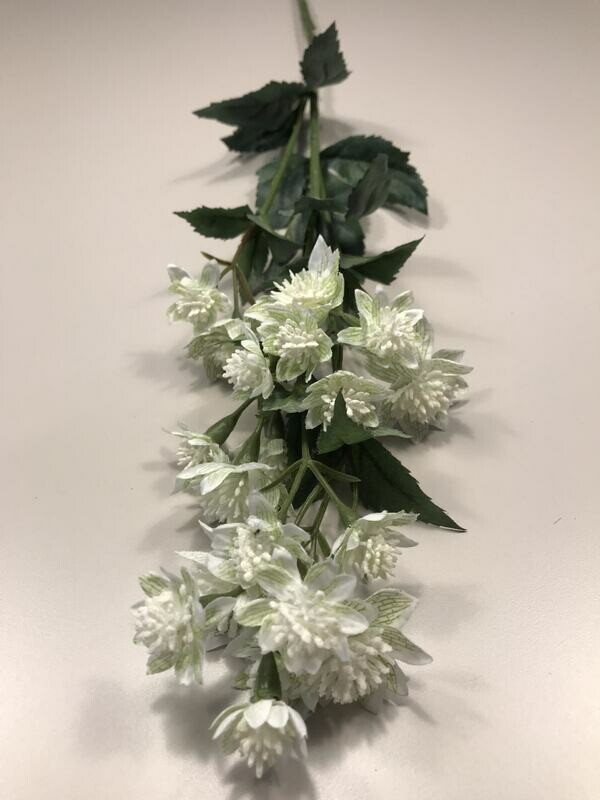 Sunbury White Astrantia