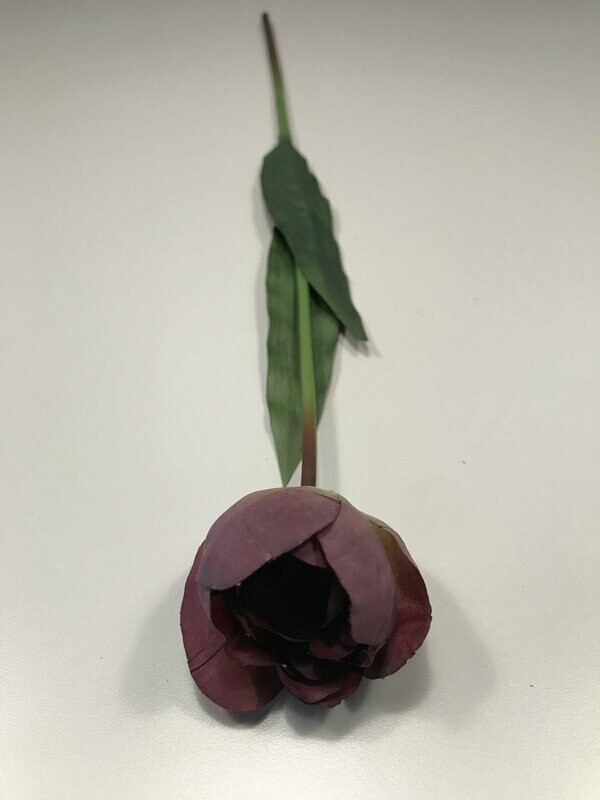 Purple Tulip