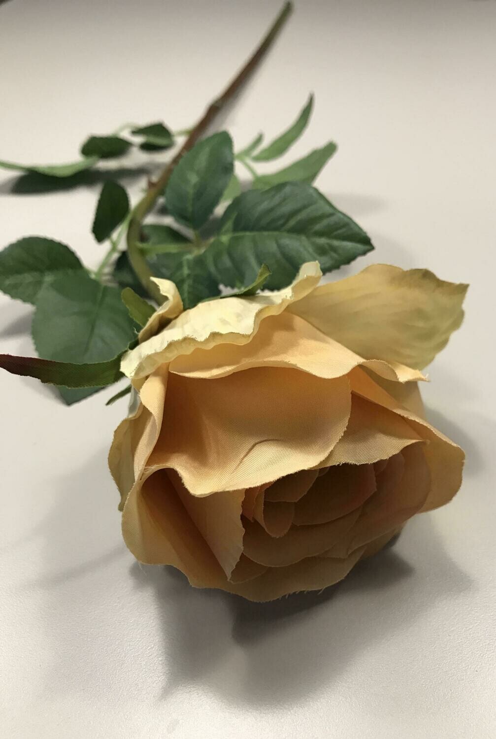 Apricot Large Bud Rose