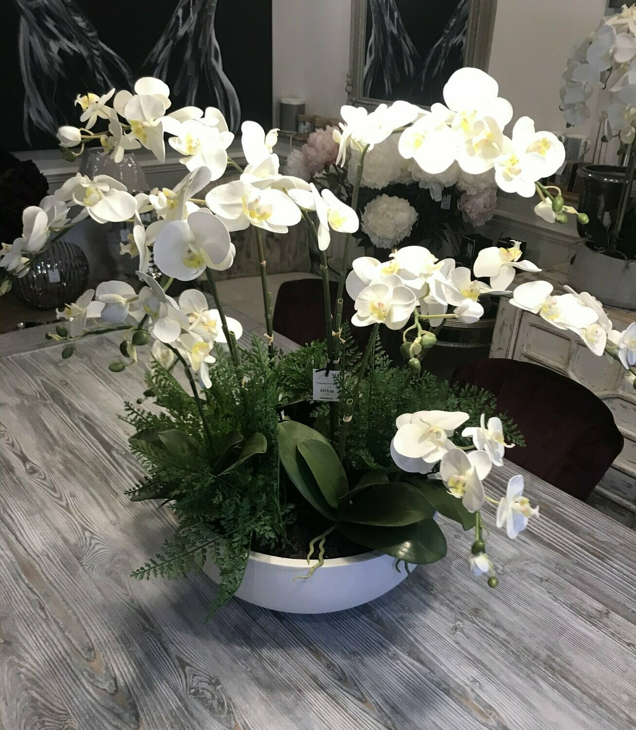 Phalenopsis With Ferns