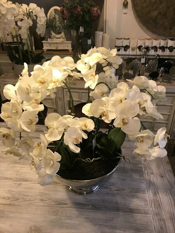 Phalenopsis In Rose Bowl
