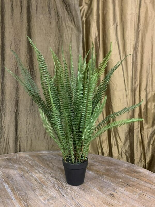Small Fern in Pot